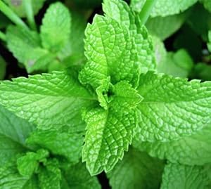 Gromax India Mint Seeds